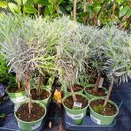 Levanduľa úzkolistá (Lavandula angustifolia) ´HIDCOTE´ - výška 30-50 cm, kont. C1,5L - NA MINI KMIENKU